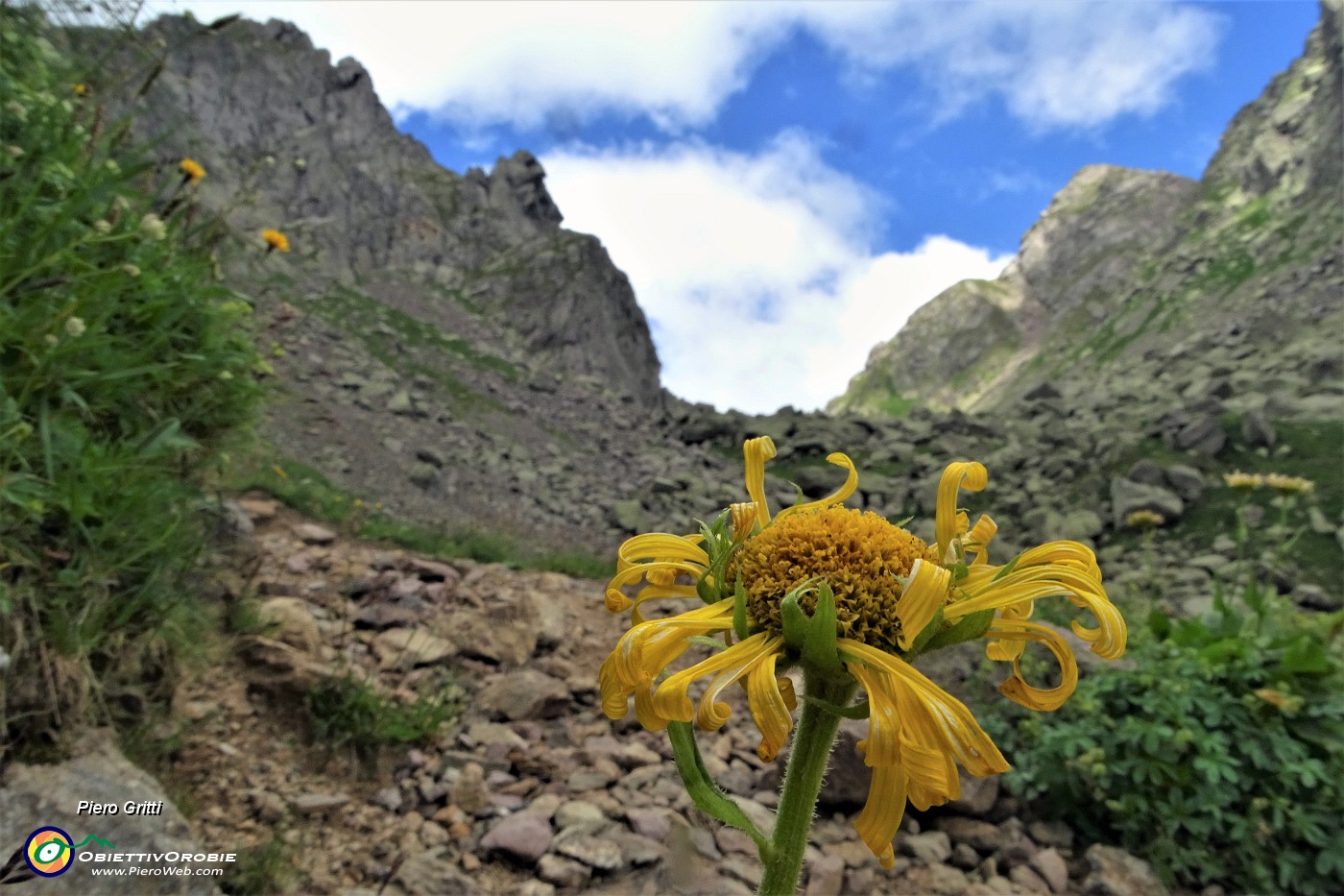 42 Per la Sfinge fiori di Doronico (Dorronicum grandiflorum).JPG -                                